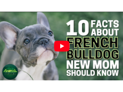 Fun Facts About French Bulldogs - Video